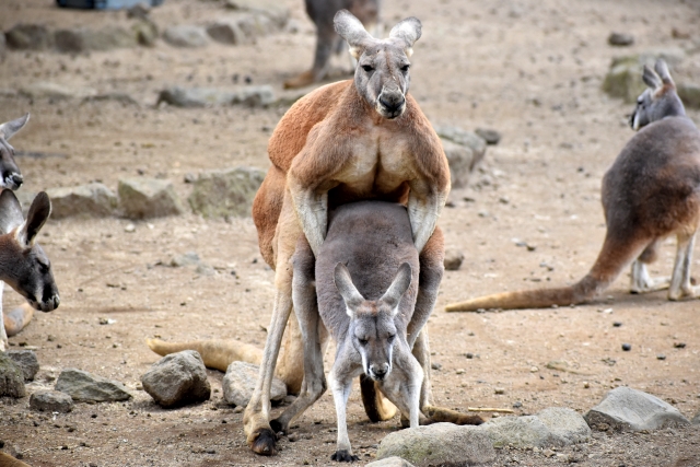 カンガルーわっしょい画像